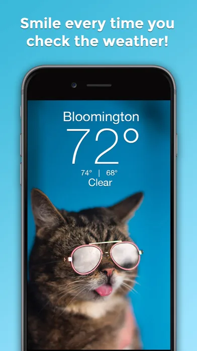 Lil BUB Cat Weather Report screenshot 1