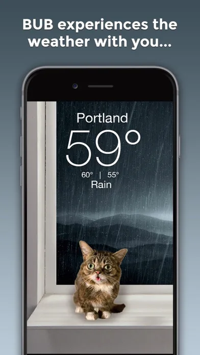 Lil BUB Cat Weather Report screenshot 2