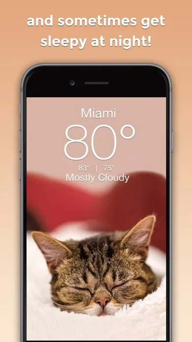 Lil BUB Cat Weather Report screenshot 3
