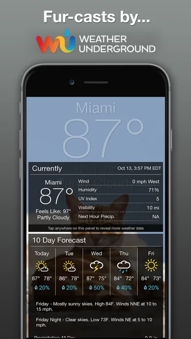 Lil BUB Cat Weather Report screenshot 4