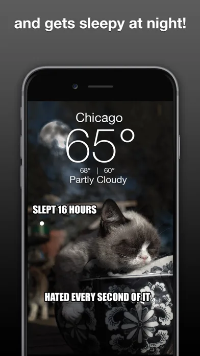Grumpy Cat's Funny Weather screenshot 3