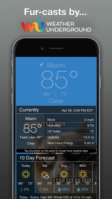 Grumpy Cat's Funny Weather screenshot 4
