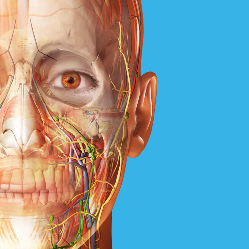Human Anatomy Atlas 2026