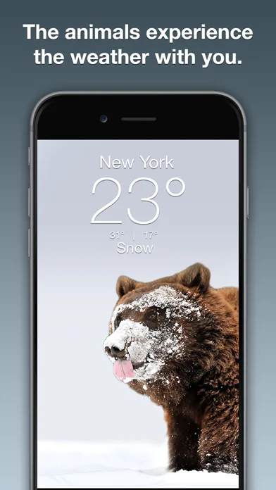 Wildlife Wallpaper Weather screenshot 2
