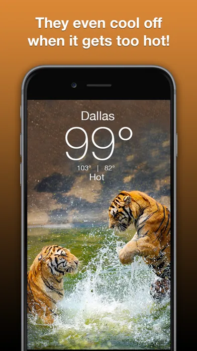 Wildlife Wallpaper Weather screenshot 4