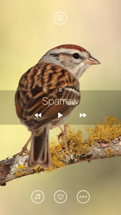 Bird Sounds, Listen & Relax screenshot 1