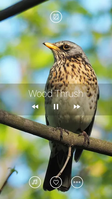 Bird Sounds, Listen & Relax screenshot 2
