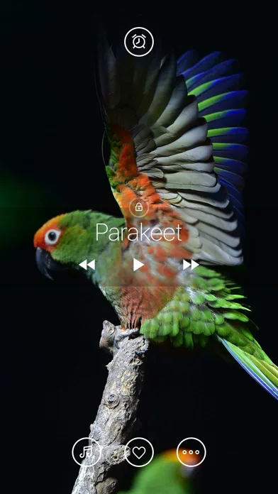 Bird Sounds, Listen & Relax screenshot 3