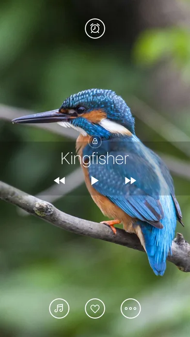 Bird Sounds, Listen & Relax screenshot 4