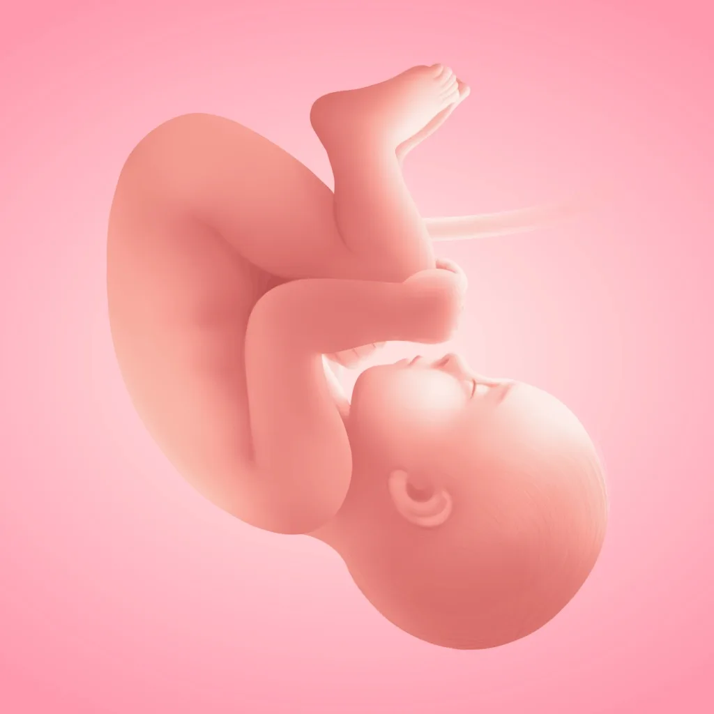 Storky - Pregnancy Tracker