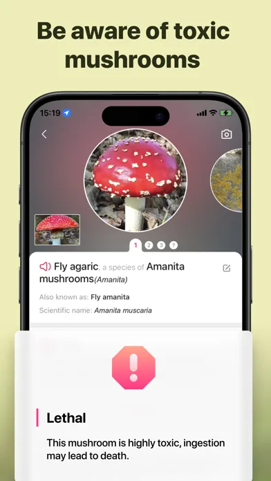 Picture Mushroom: Identifier screenshot 3