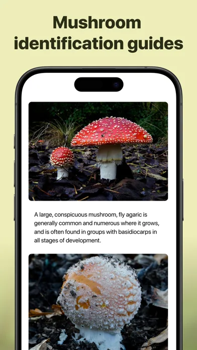 Picture Mushroom: Identifier screenshot 4