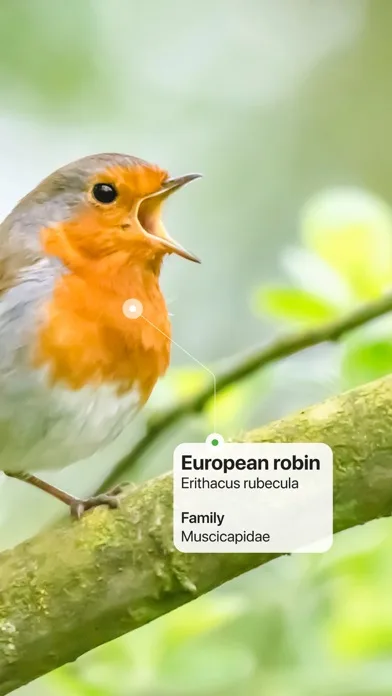 Picture Bird: Bird identifier screenshot 2