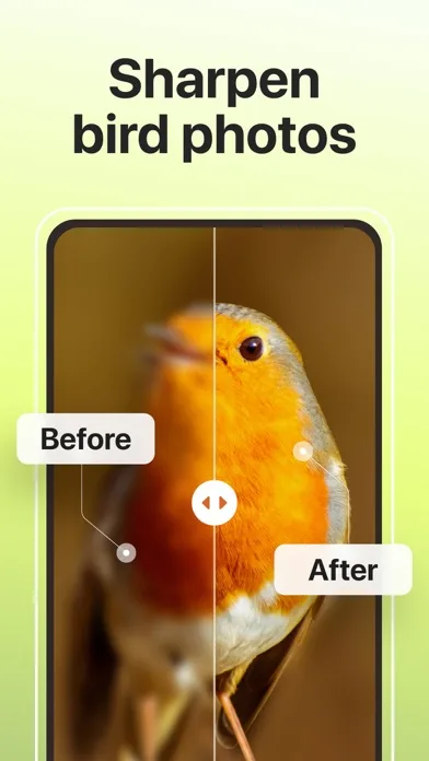 Picture Bird: Bird identifier screenshot 3