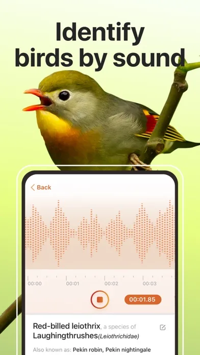 Picture Bird: Bird identifier screenshot 4