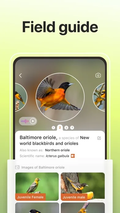 Picture Bird: Bird identifier screenshot 5