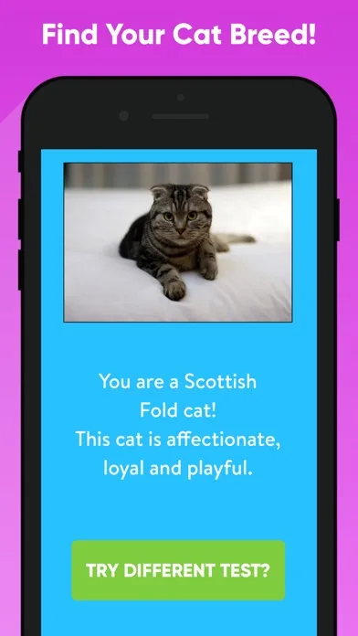What Type Of Cat Are You? screenshot 2