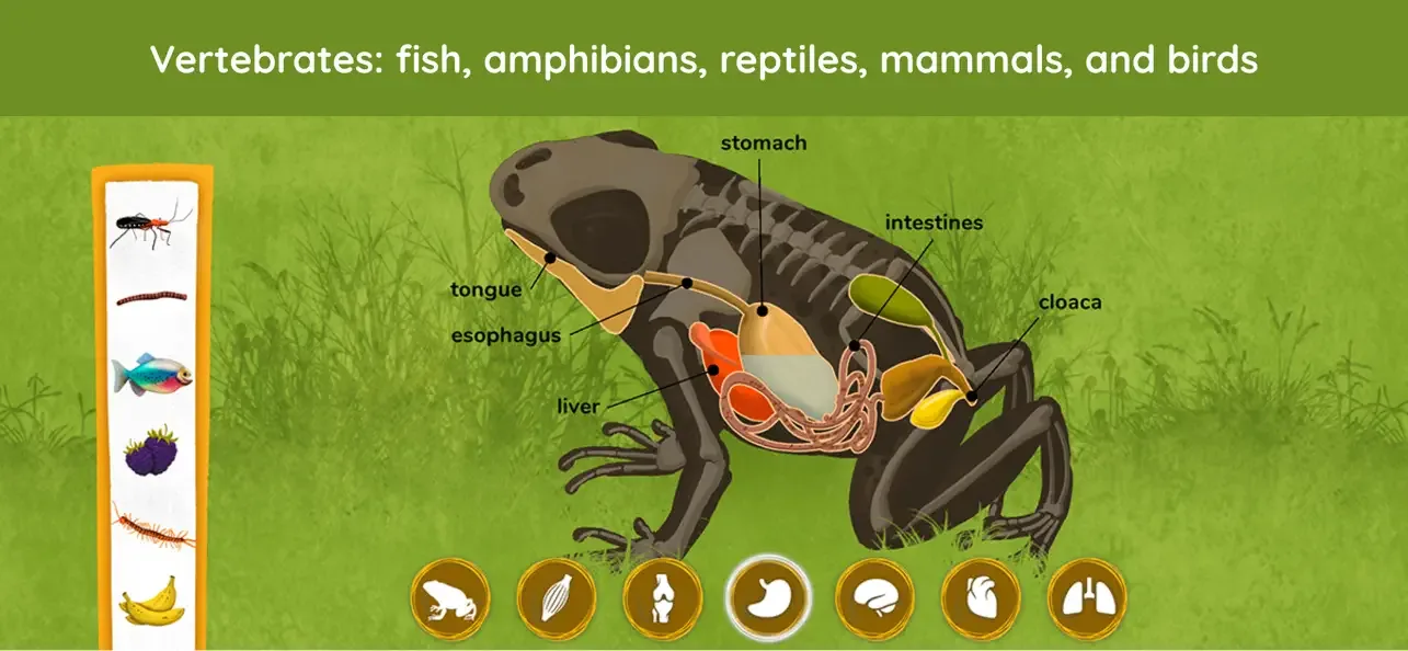 The Animals - Games For Kids screenshot 2