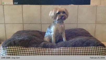 iCam - Webcam Video Streaming screenshot 2