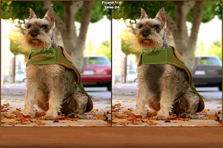 Dogs Spot the Difference screenshot 1