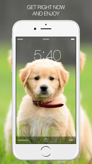 Puppy Wallpapers – Cute Puppy Pictures & Images screenshot 5
