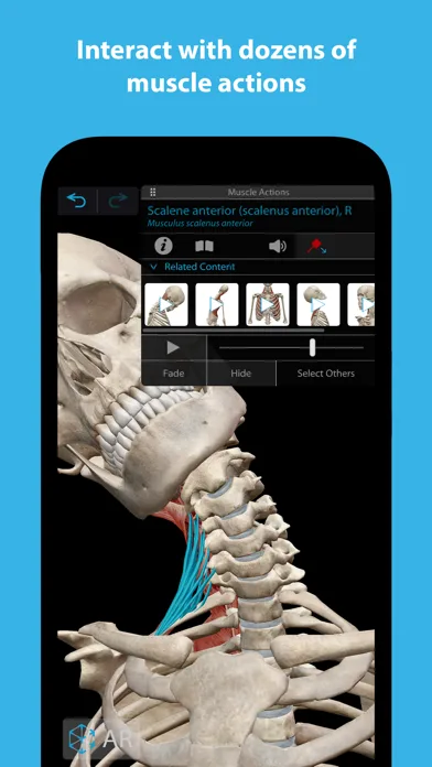 Muscles & Kinesiology screenshot 3