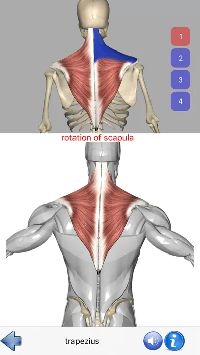 Visual Anatomy screenshot 4