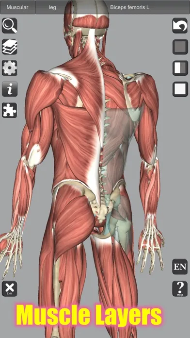 3D Bones and Muscles (Anatomy) screenshot 3