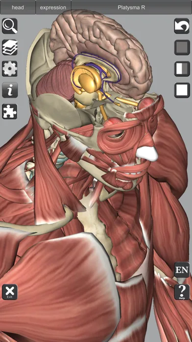 3D Bones and Muscles (Anatomy) screenshot 4