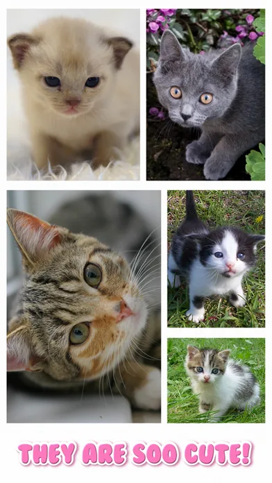 Cat Kitten Jigsaw Puzzle Games screenshot 2