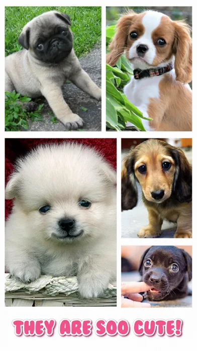 Cute Puppy Jigsaw Puzzle Games screenshot 2
