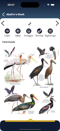 Roberts Birds screenshot 5