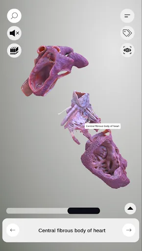 3D Heart Anatomy screenshot 2