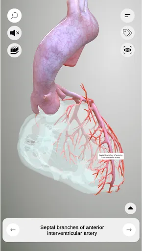 3D Heart Anatomy screenshot 3