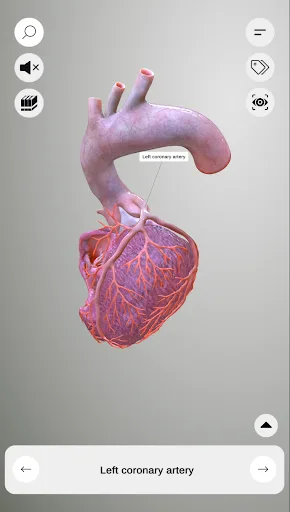 3D Heart Anatomy screenshot 4