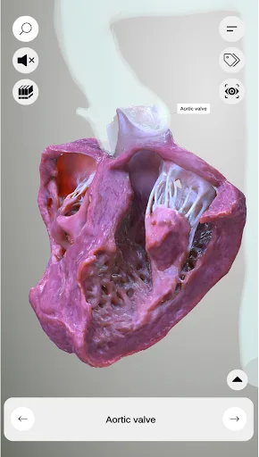 3D Heart Anatomy screenshot 5