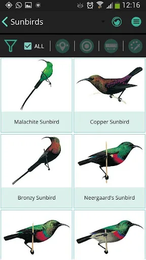 Newman's Birds LITE screenshot 3