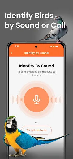 Bird Identifier Sound Call ID screenshot 5