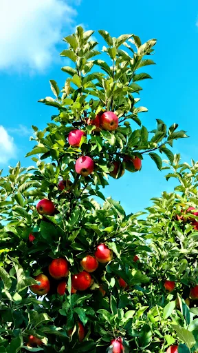 Apple Wallpaper screenshot 2
