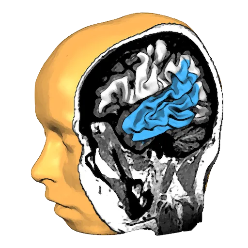 Brain Tutor 3D
