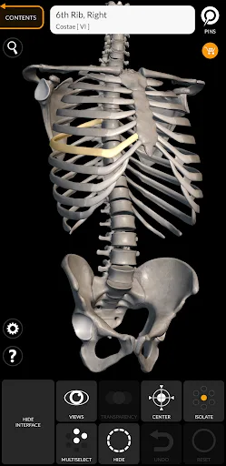 Skeleton | 3D Anatomy screenshot 1