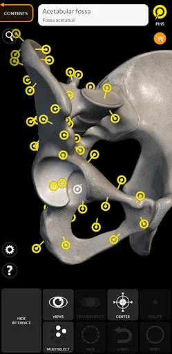 Skeleton | 3D Anatomy screenshot 2