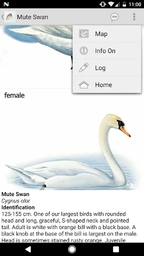 eGuide to British Birds screenshot 3