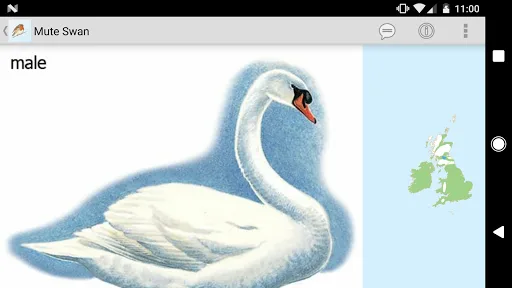 eGuide to British Birds screenshot 4