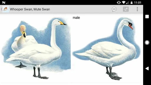 eGuide to British Birds screenshot 5