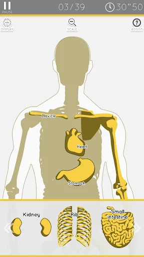 E. Learning Anatomy puzzle screenshot 2