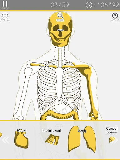 E. Learning Anatomy puzzle screenshot 5