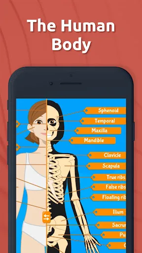Human Anatomy - Body parts screenshot 1