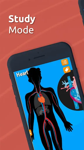 Human Anatomy - Body parts screenshot 5