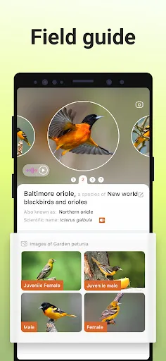 Picture Bird - Bird Identifier screenshot 4